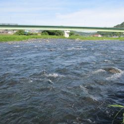狩野川(狩野川漁業協同組合) 釣果