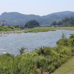 狩野川(狩野川漁業協同組合) 釣果