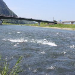 狩野川(狩野川漁業協同組合) 釣果