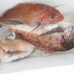 こうゆう丸 釣果