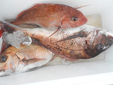 こうゆう丸 釣果