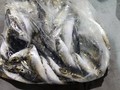 里輝丸 釣果