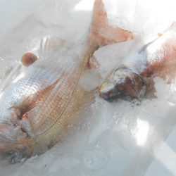 こうゆう丸 釣果