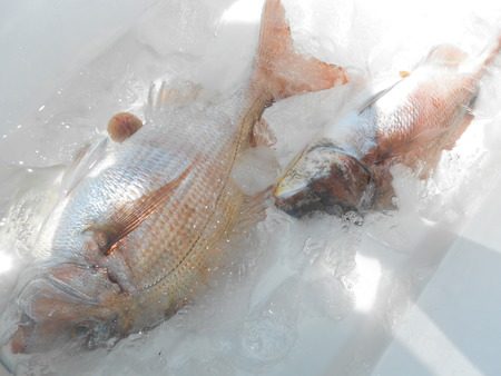 こうゆう丸 釣果