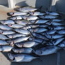 へいみつ丸 釣果