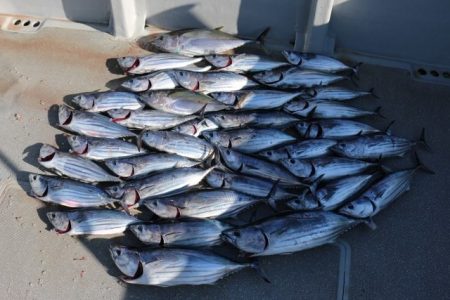 へいみつ丸 釣果