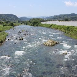 狩野川(狩野川漁業協同組合) 釣果