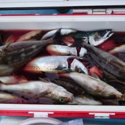 海晴丸 釣果