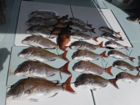 遊漁船 幸友丸 釣果