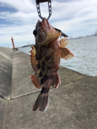 神戸ライトワインド2