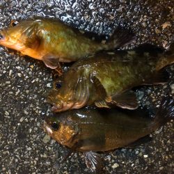 神戸ガシリング4