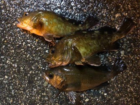 神戸ガシリング4