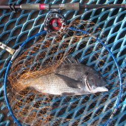 オリジナルメーカー海づり公園(市原市海づり施設) 釣果