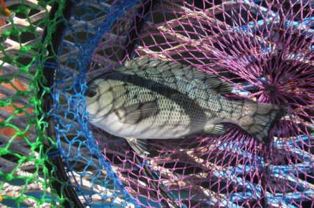 オリジナルメーカー海づり公園(市原市海づり施設) 釣果