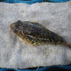 オリジナルメーカー海づり公園(市原市海づり施設) 釣果