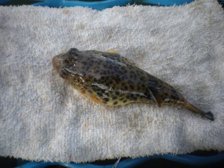 オリジナルメーカー海づり公園(市原市海づり施設) 釣果