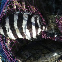 オリジナルメーカー海づり公園(市原市海づり施設) 釣果