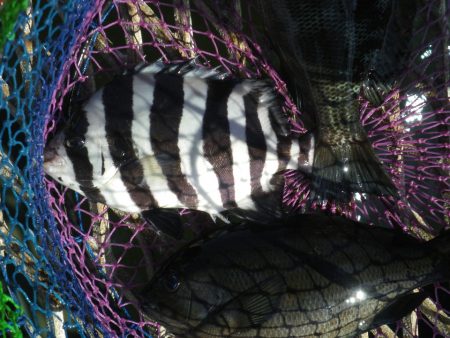 オリジナルメーカー海づり公園(市原市海づり施設) 釣果