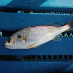 オリジナルメーカー海づり公園(市原市海づり施設) 釣果