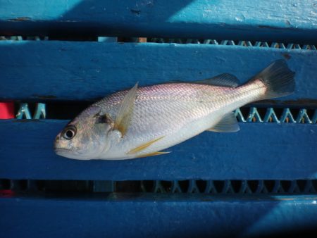 オリジナルメーカー海づり公園(市原市海づり施設) 釣果