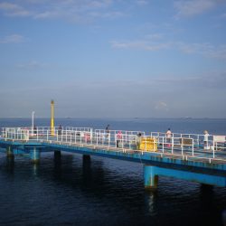 オリジナルメーカー海づり公園(市原市海づり施設) 釣果