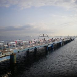 オリジナルメーカー海づり公園(市原市海づり施設) 釣果