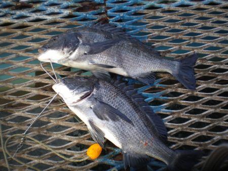 オリジナルメーカー海づり公園(市原市海づり…