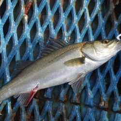 オリジナルメーカー海づり公園(市原市海づり施設) 釣果