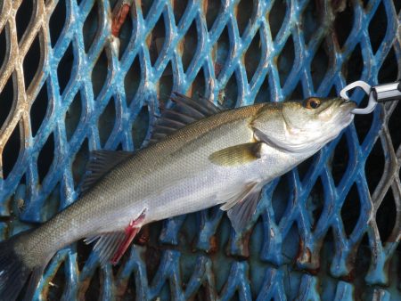 オリジナルメーカー海づり公園(市原市海づり施設) 釣果