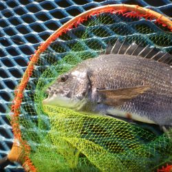 オリジナルメーカー海づり公園(市原市海づり施設) 釣果