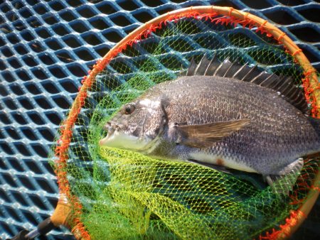 オリジナルメーカー海づり公園(市原市海づり…