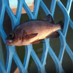 オリジナルメーカー海づり公園(市原市海づり施設) 釣果