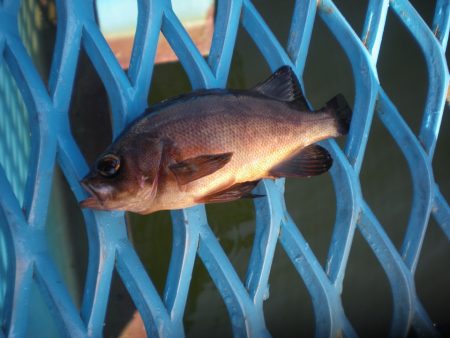 オリジナルメーカー海づり公園(市原市海づり施設) 釣果