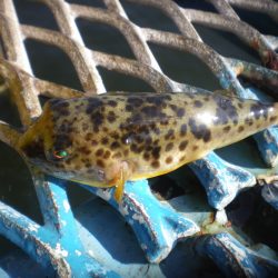 オリジナルメーカー海づり公園(市原市海づり施設) 釣果