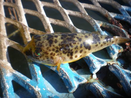 オリジナルメーカー海づり公園(市原市海づり施設) 釣果
