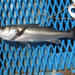 オリジナルメーカー海づり公園(市原市海づり施設) 釣果