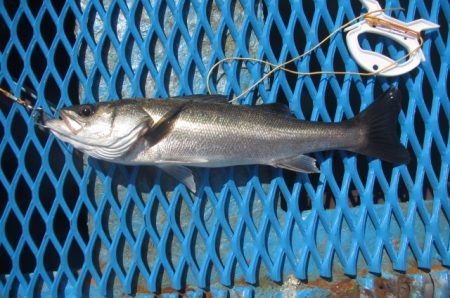 オリジナルメーカー海づり公園(市原市海づり施設) 釣果