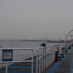 オリジナルメーカー海づり公園(市原市海づり施設) 釣果