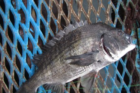 オリジナルメーカー海づり公園(市原市海づり施設) 釣果