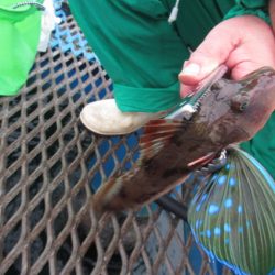 オリジナルメーカー海づり公園(市原市海づり施設) 釣果