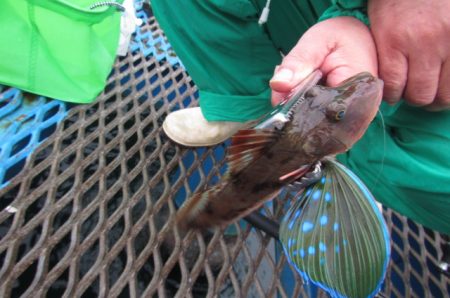 オリジナルメーカー海づり公園(市原市海づり施設) 釣果