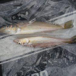 オリジナルメーカー海づり公園(市原市海づり施設) 釣果