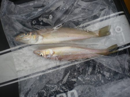 オリジナルメーカー海づり公園(市原市海づり施設) 釣果