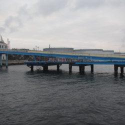 オリジナルメーカー海づり公園(市原市海づり施設) 釣果