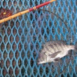 オリジナルメーカー海づり公園(市原市海づり施設) 釣果