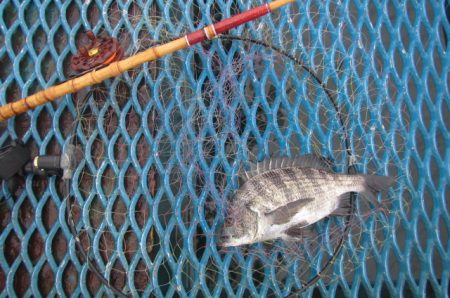 オリジナルメーカー海づり公園(市原市海づり施設) 釣果