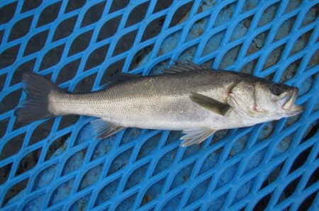 オリジナルメーカー海づり公園(市原市海づり…