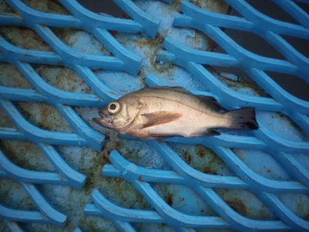 オリジナルメーカー海づり公園(市原市海づり施設) 釣果