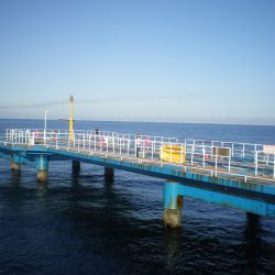 オリジナルメーカー海づり公園(市原市海づり施設) 釣果