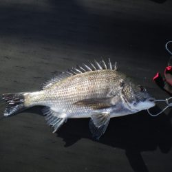 オリジナルメーカー海づり公園(市原市海づり施設) 釣果